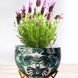 Nymph Reva Home White & Green 2 Pieces Printed Indoor Flower Pot With Stand-image-24