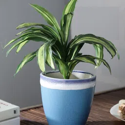 CDI Blue & White Colourblocked Ceramic Planter Pot-42
