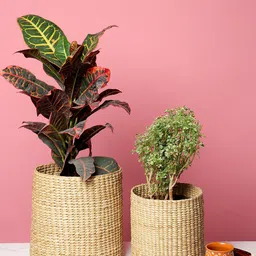 HABERE INDIA Set of 2 Beige Straw Woven Handmade Sustainable Planters-image-15