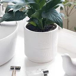 Claymistry White Textured Ceramic Flower Planter-35
