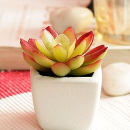 PolliNation Orange Set of 2 Artificial Succulent Plant With White Ceramic Pot-5