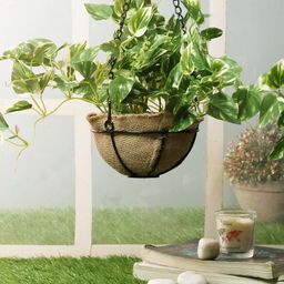 PolliNation Green Artificial Hanging Pothos Creeper Plant with Black Hanging Metal Stand-picture-57