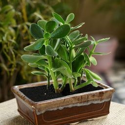 Unravel India Set of 2 Brown Ceramic Table Top Planters-35