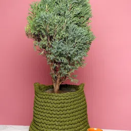 HABERE INDIA Olive Green Solid Sustainable Jute Planter-image-86