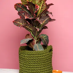HABERE INDIA Olive-Green Jute Planter-picture-44