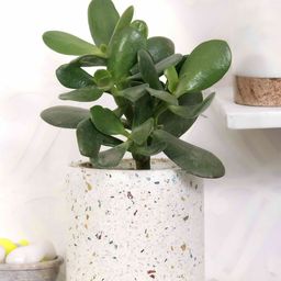POSH-N-PLUSH White Textured Cylindrical Terrazzo Planter-45