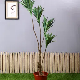 PolliNation Green Artificial Draceana Plant-picture-51