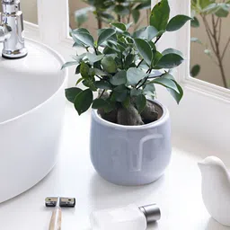 Claymistry Blue & Beige Glossy Ceramic Face Planters-picture-34