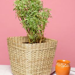 HABERE INDIA Beige Sustainable Planter Cover-picture-28