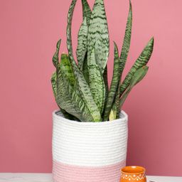 HABERE INDIA Pink & White Sustainable Jute Planter-picture-45