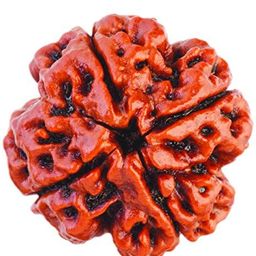 4 Mukhi Rudraksha Four Face Rudraksha With Metal Capped From Nepali Code:4 image 1