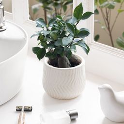 Claymistry White 2 Pieces Textured Ceramic Flower Planter-11