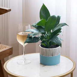 Claymistry Blue & Black Textured Ceramic Flower Planter-36