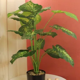TIED RIBBONS Green & Black Artificial Money Plant with Pot-image-25