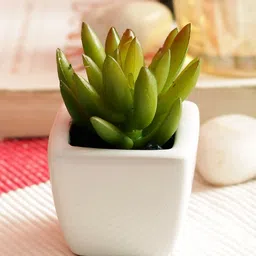 PolliNation Green Set of 2 Artificial Succulent Plant With White Ceramic Pot-6