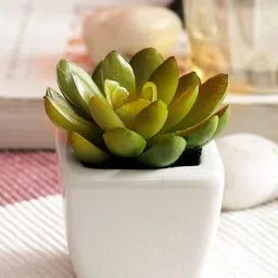 PolliNation Green Set of 2 Artificial Succulent Plant With White Ceramic Pot-picture-1