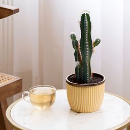 Claymistry Yellow & Beige Textured Ceramic Cylinder Planters-54