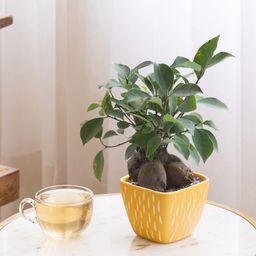 Claymistry Yellow & Beige 2 Pieces Glossy Ceramic Raindrop Planters-image-98