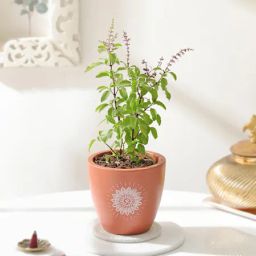 Aromatic Holy Basil Plant image 2