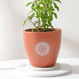 Aromatic Holy Basil Plant image 3