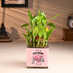 Smiling Bamboo Plant-14