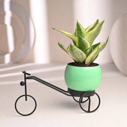 Cycle Vase Sansevieria Plant-image-65
