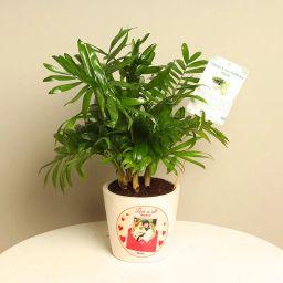 Perfect Parlour Palm-82