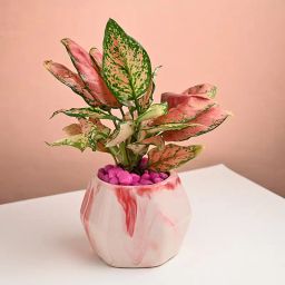 Botanical Whispers Of Pink Serenity-image-39
