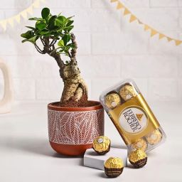 Ficus Bonsai N Chocolate Duo-image-77