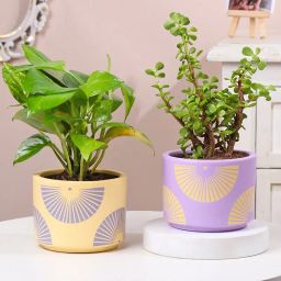 Money N Jade Plants In Designer Pots-image-1