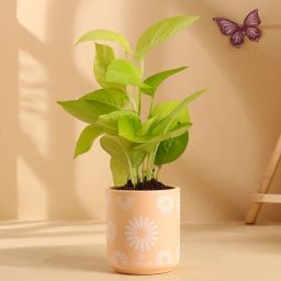 Money Plant In Peachy Terracotta Pot-image-51