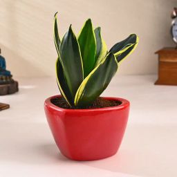 Charming Milt Plant In Red Heart Pot-image-48
