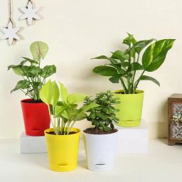 Air Purifying Plant Gift Set-21