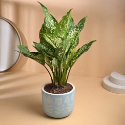 Aglaonema Snow White In Designer Blue Terracotta Pot-image-7