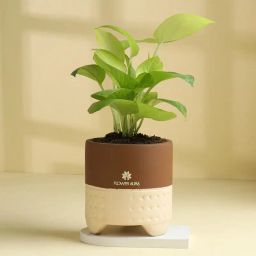 Lush Money Plant With Terracotta Pot-image-29