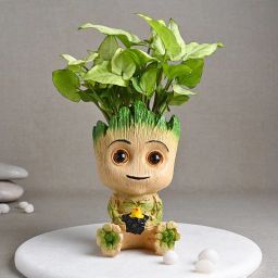 Baby Groot Syngonium-image-16