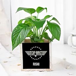 Money Plant Surprise For Brother-image-90