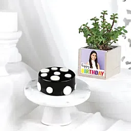 Truffle Bento Cake N Jade Plant Combo-image-59