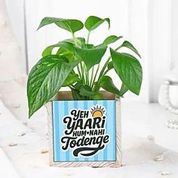 Lush Green Money Plant with Organiser for Friendship day-image-35