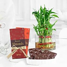 Lucky Bamboo N Chocolate Delight-14