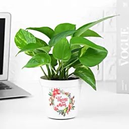 Money Plant Gift For Mom-image-27