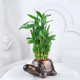 Lucky Bamboo In Tortoise Fun Pot-35