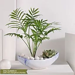 Chamaedorea and Echeveri Harmony-42