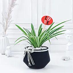 Spider Plant Serenade of Love-33