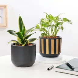Serene Plants In Terracotta Pots - Set Of 2-image-14