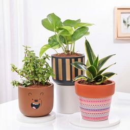Majestic Plants In Artistic Pots - Set Of 3-22