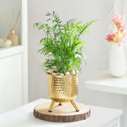 Calm & Gold-image-19