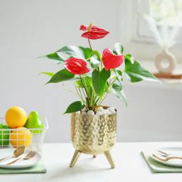 Crimson Anthurium-image-61