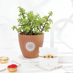 Om And Blessings Rakhi Gift Combo-image-4