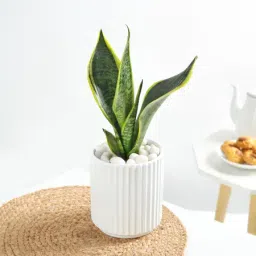 Snake Plant In A Modern White Cylindrical Planter-image-24